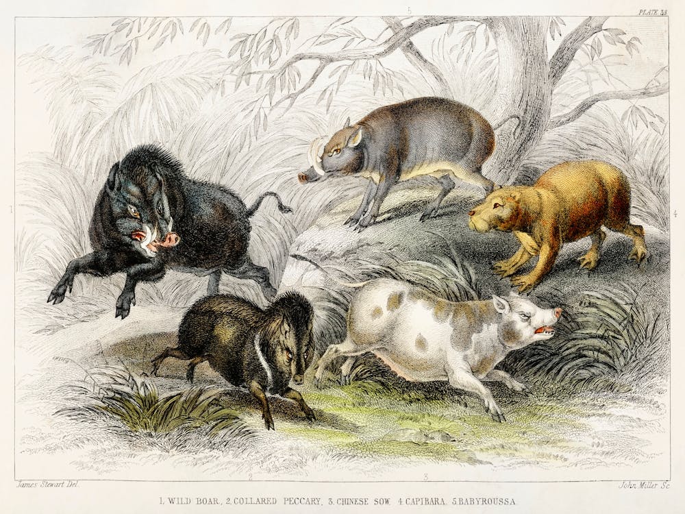 Wild Boar, Collared Peccary, Chinese Sow, Capibara, And Babyroussa, Oliver Goldsmith
