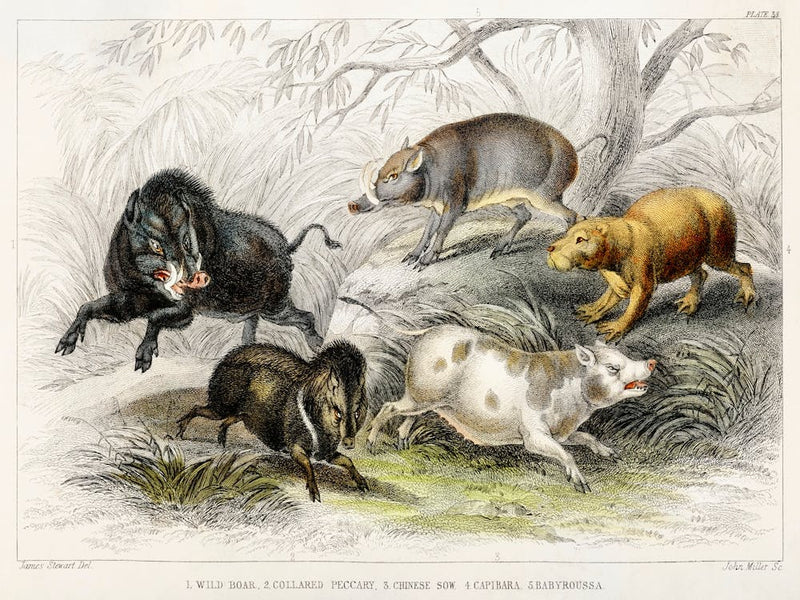 Wild Boar, Collared Peccary, Chinese Sow, Capibara, And Babyroussa, Oliver Goldsmith