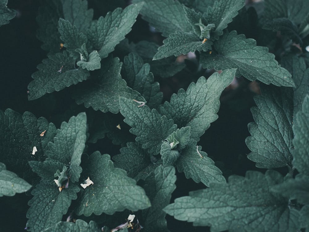 Close Up Of Mint Leaves