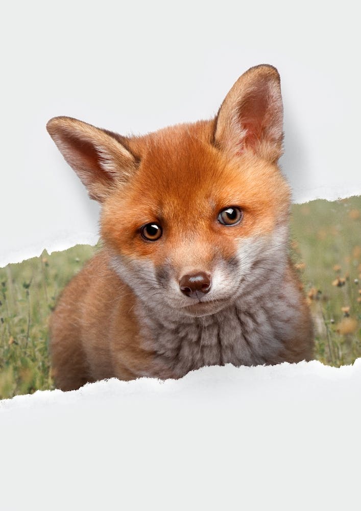 Baby Fox Torn Paper