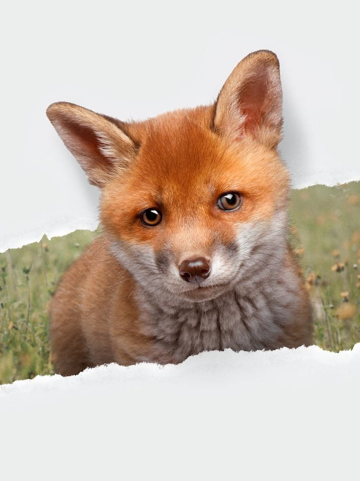 Baby Fox Torn Paper