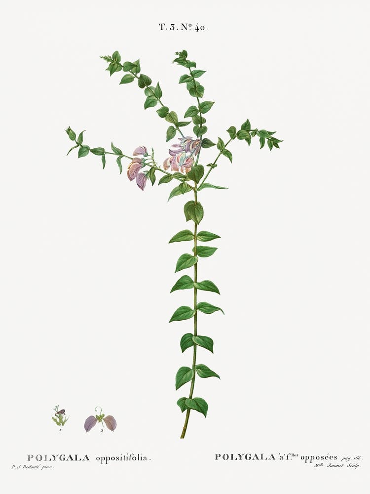 Heart Leaved Polygala, Pierre Joseph Redoute