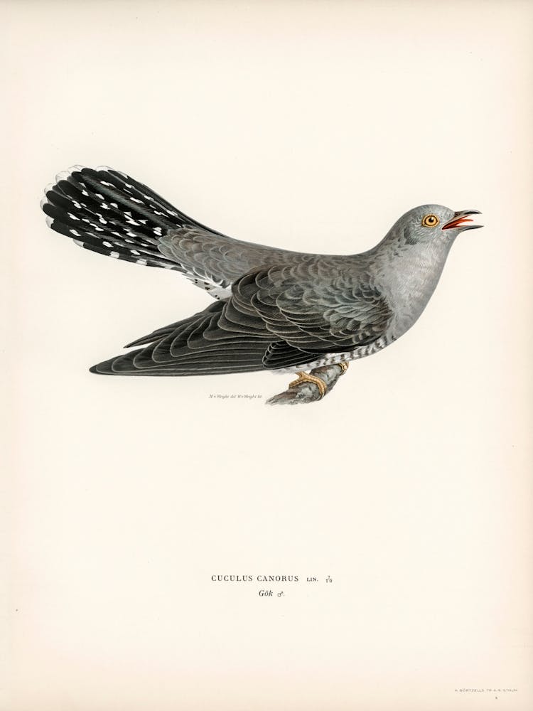 Common Cuckoo Male (Cuculus Canorus), The Von Wright Brothers