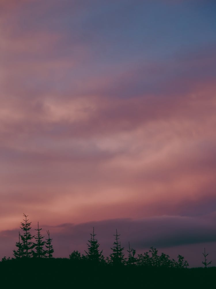 Coucher de Soleil Forêt Rose