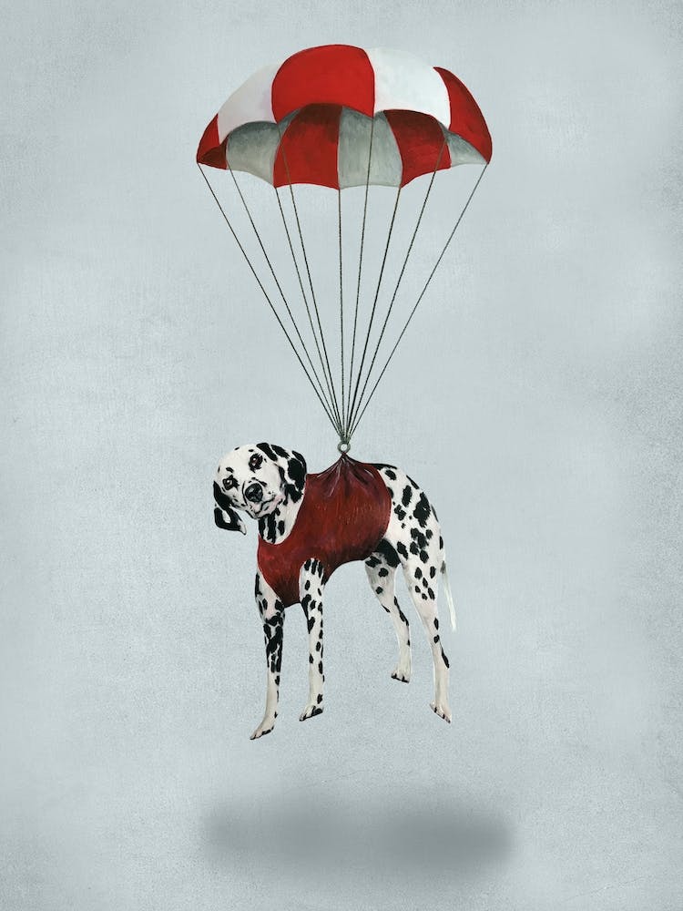 Dalmatian With Parachute