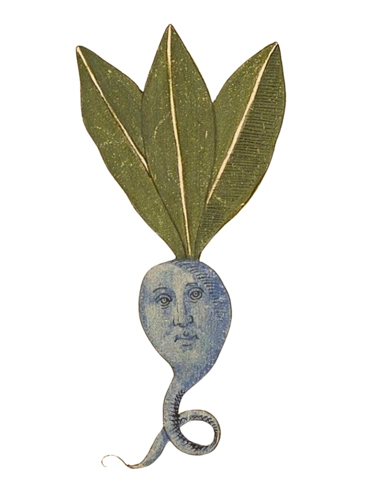 Anthropomorphic Root Vegetable Man ~ Medieval 15th Century Antique Artwork