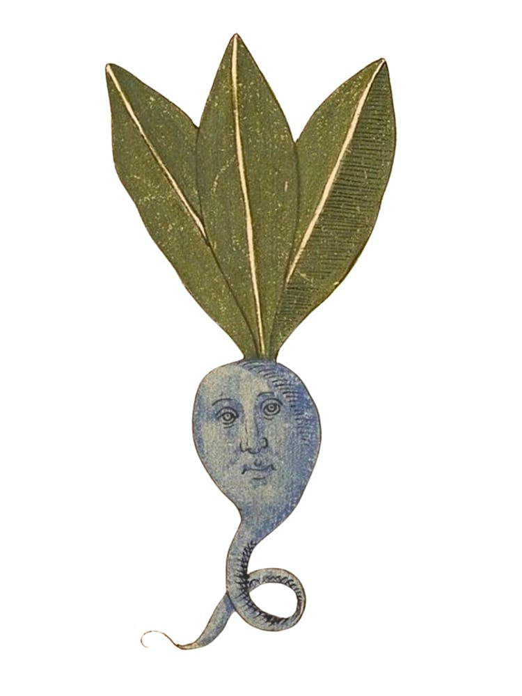 Anthropomorphic Root Vegetable Man ~ Medieval 15th Century Antique Artwork