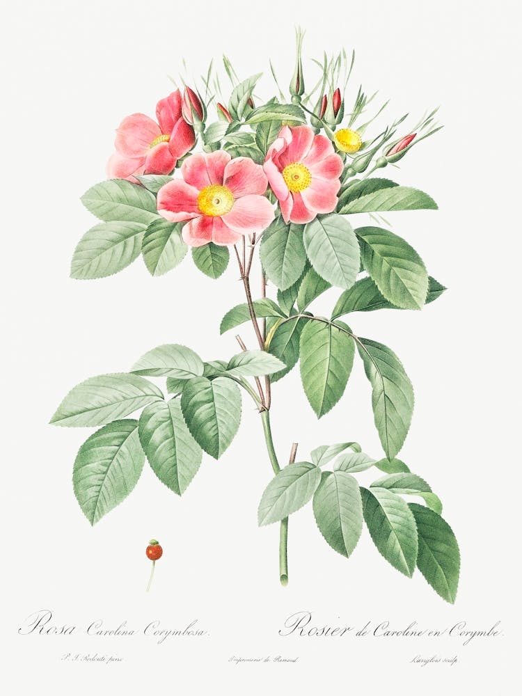 Pasture Rose, Pierre Joseph Redoute