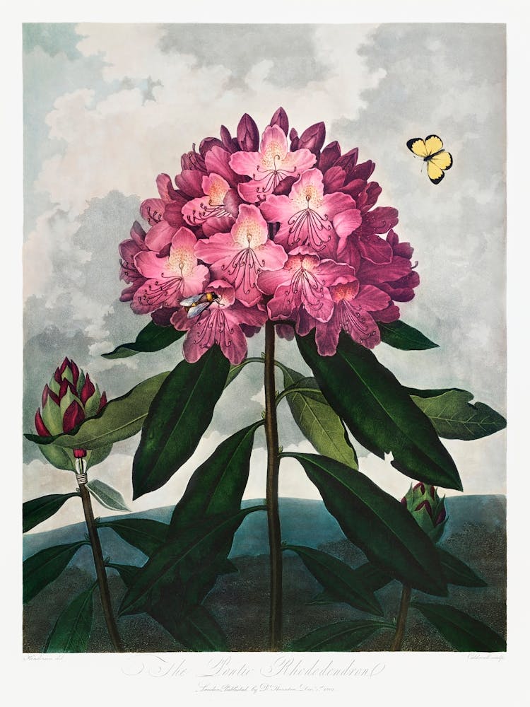 The Pontic Rhododendron From The Temple Of Flora (1807), Robert John Thornton