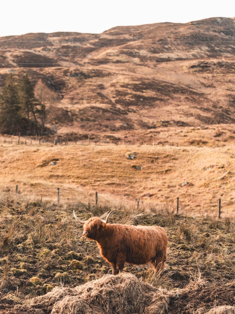 Vache des Highlands