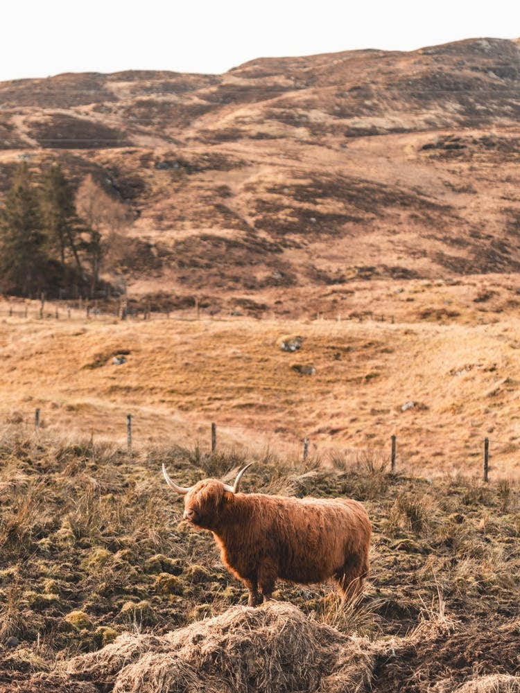 Highland Cow
