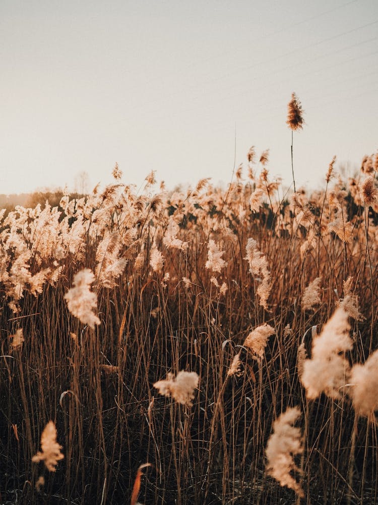 Summer Field Scenery