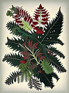 Japanese Holly Fern 1 Vintage Botanical Poster