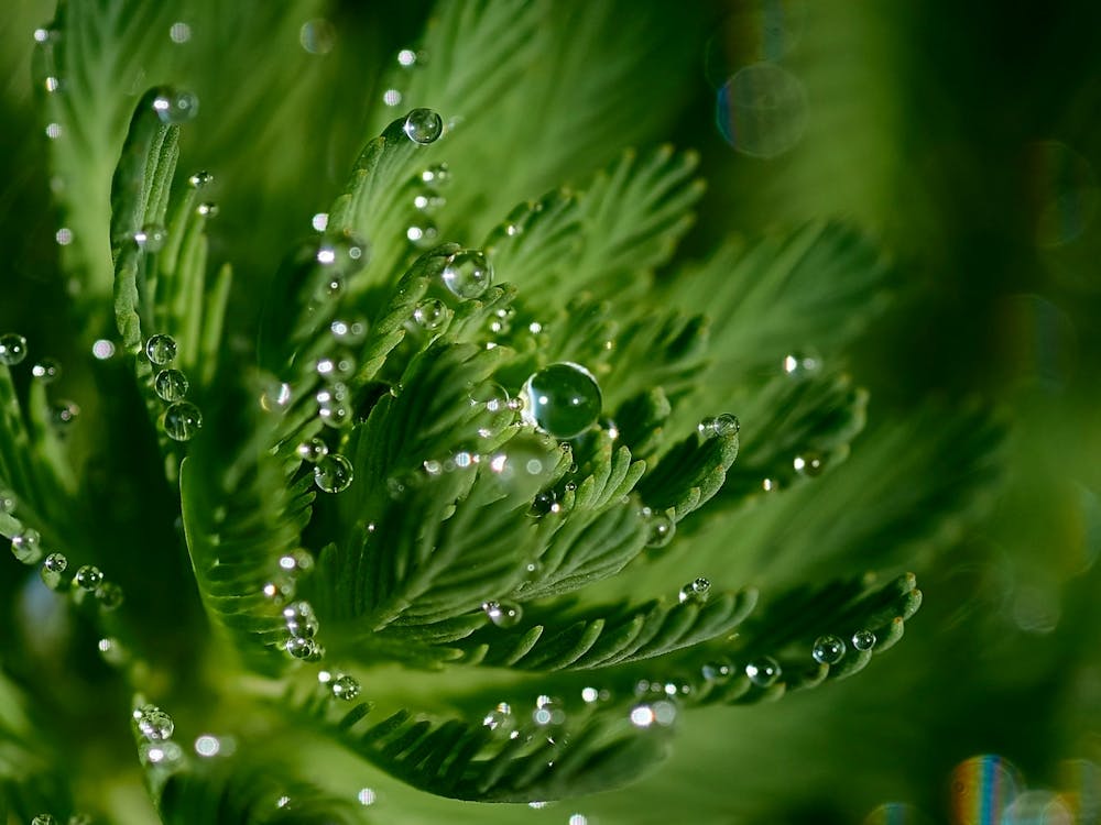 Water Droplet On A Leaf