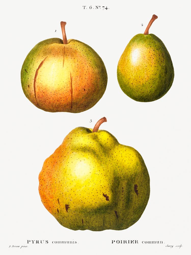 Pear, Pierre Joseph Redoute 1