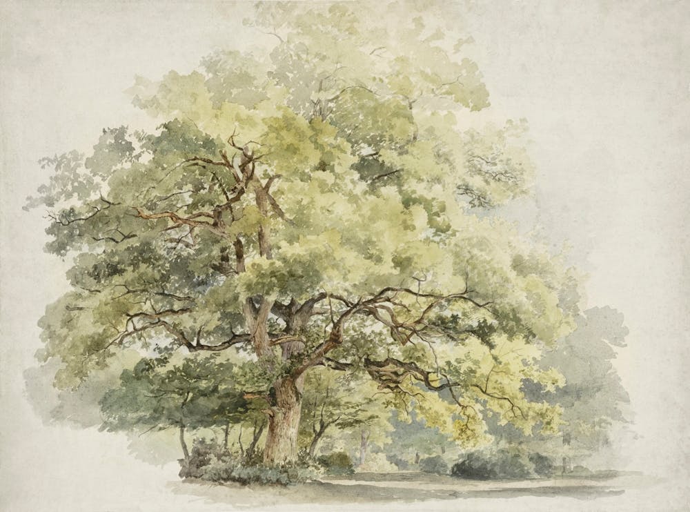 Oak Tree