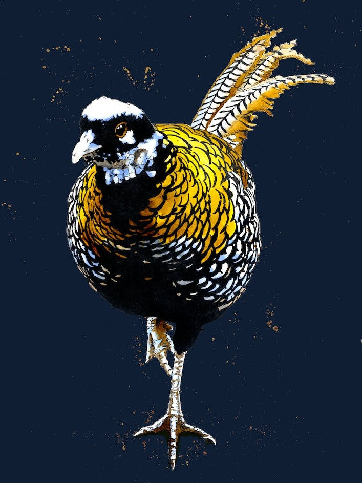 The Reeves Pheasant On Midnight Blue
