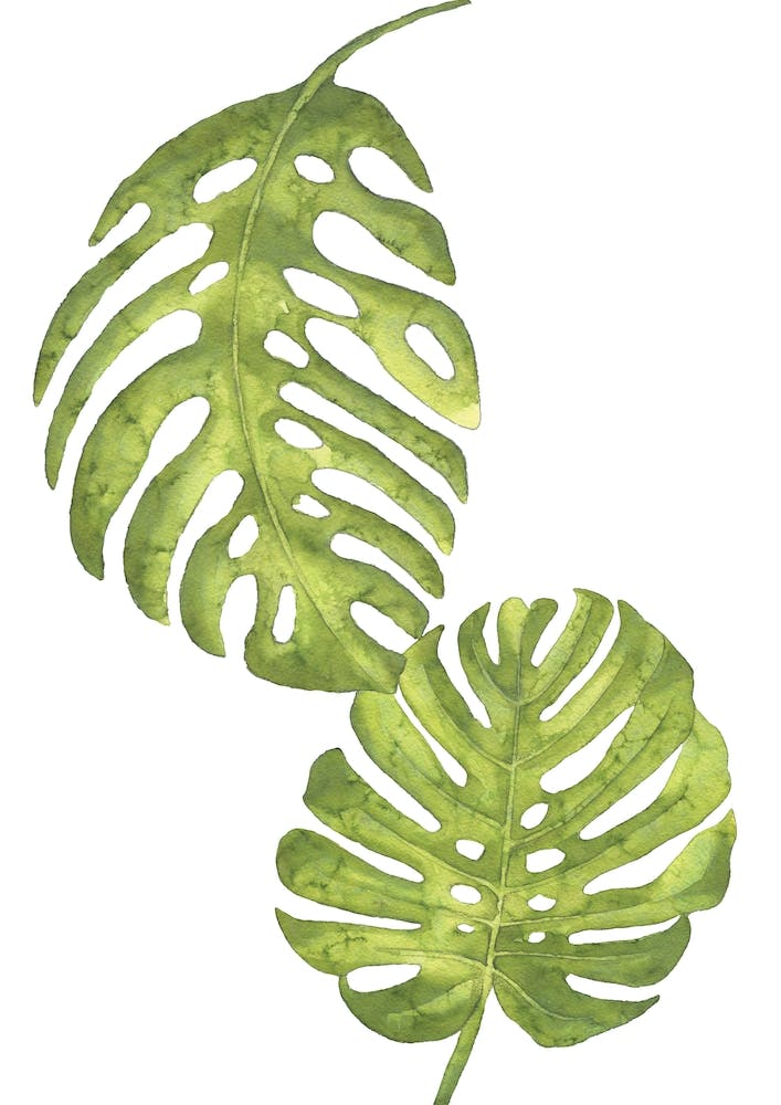 Two Green Floral Leafs