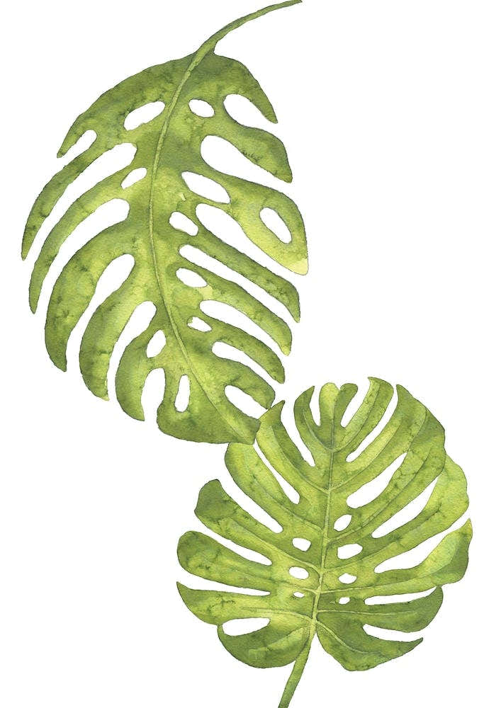 Two Green Floral Leafs