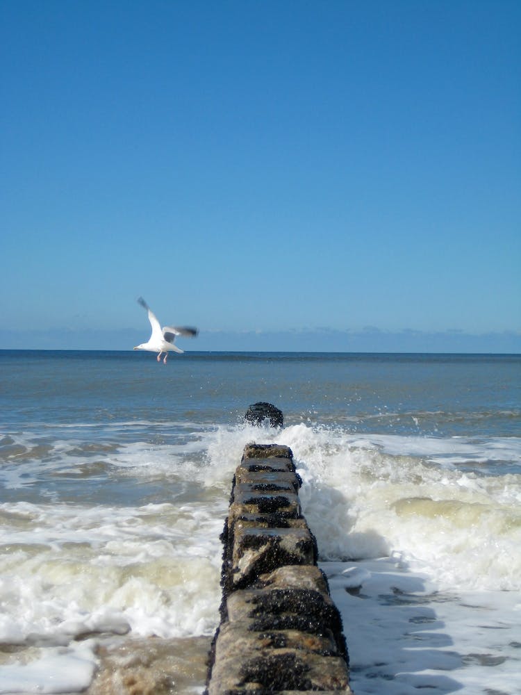 Seagull On Pier