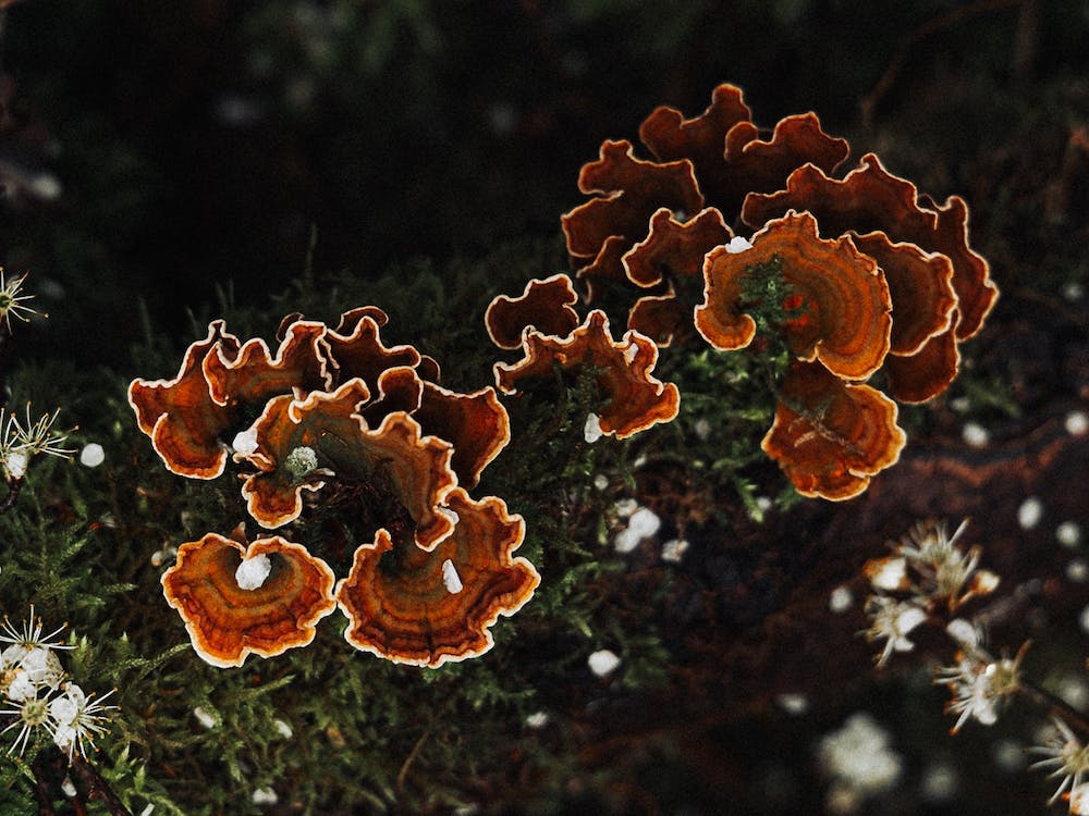 Mushrooms