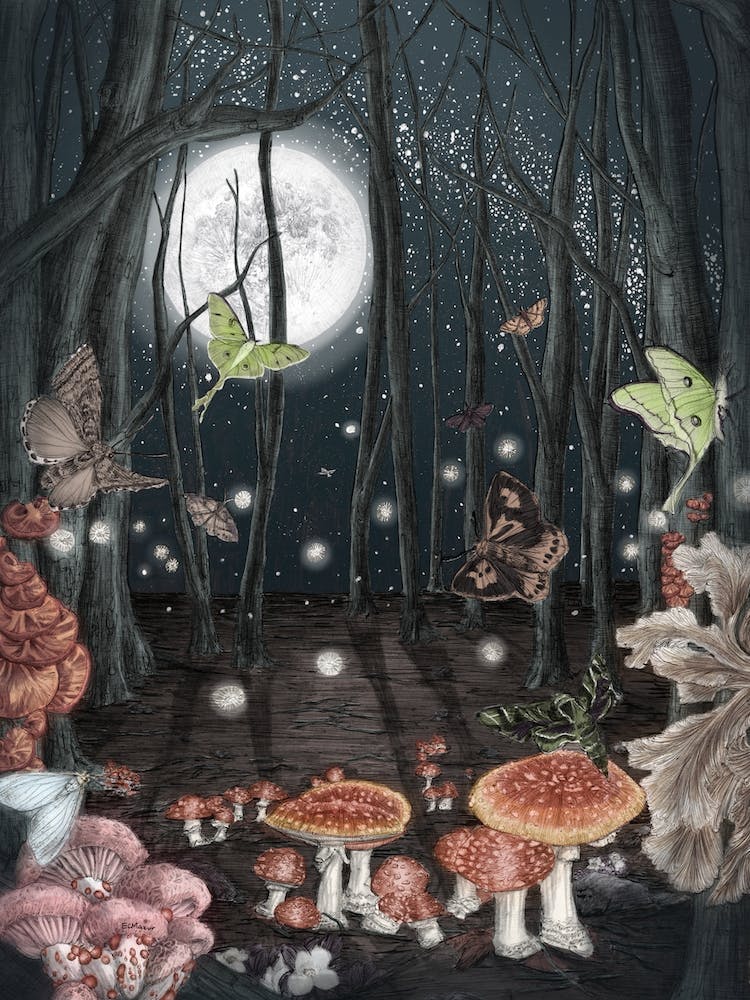 Midnight Magic Forest