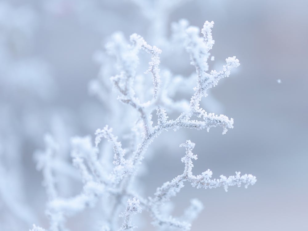Close Up Frozen Twigs