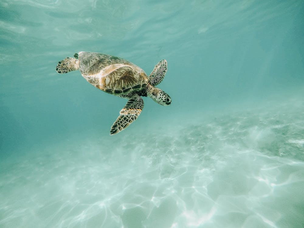 Ocean Sea Turtle