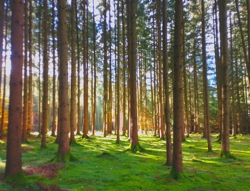 Forest In The Sun 1