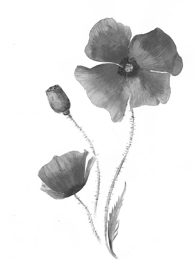 Poppies 2