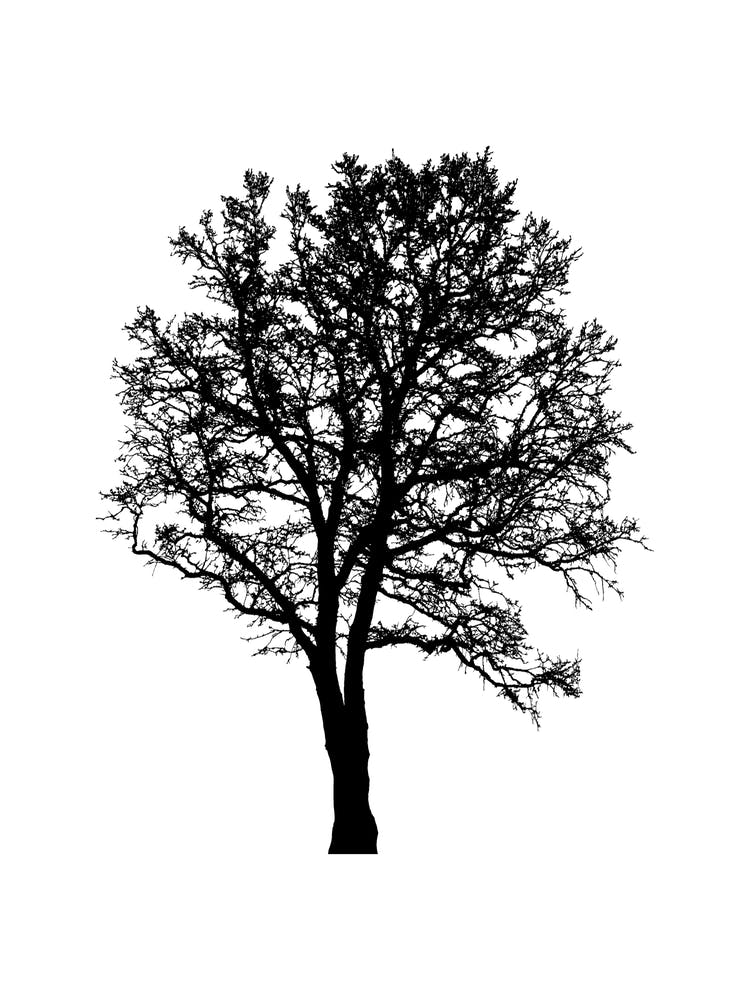 Silhouette Of A Tree