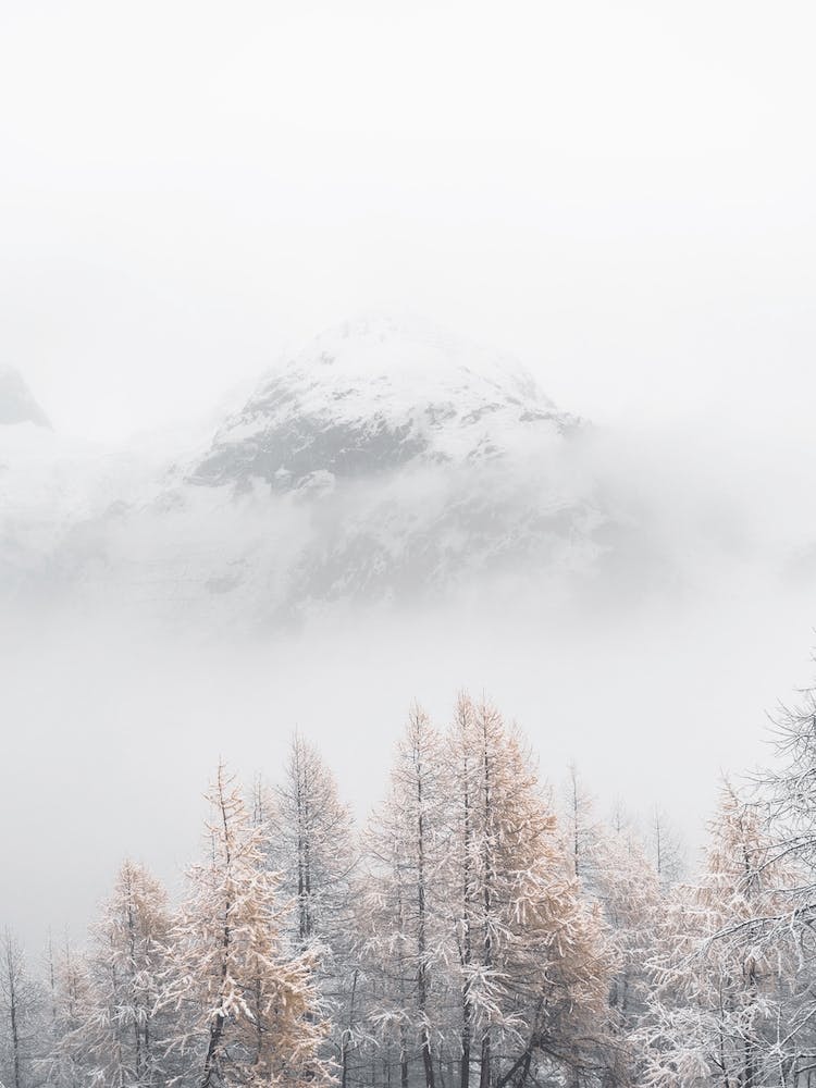 Forêt Hivernale Brumeuse
