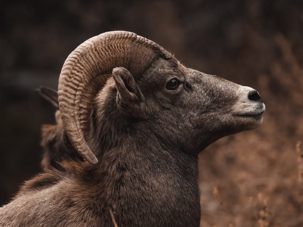 Bighorn Sheep Autumn