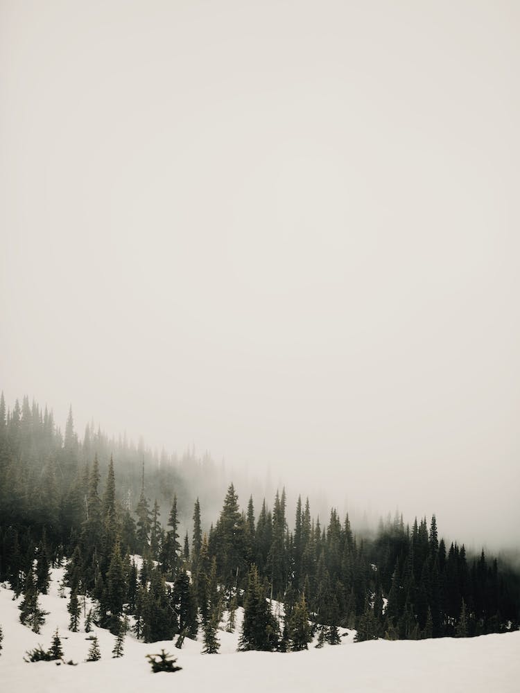 Foggy Winter Day