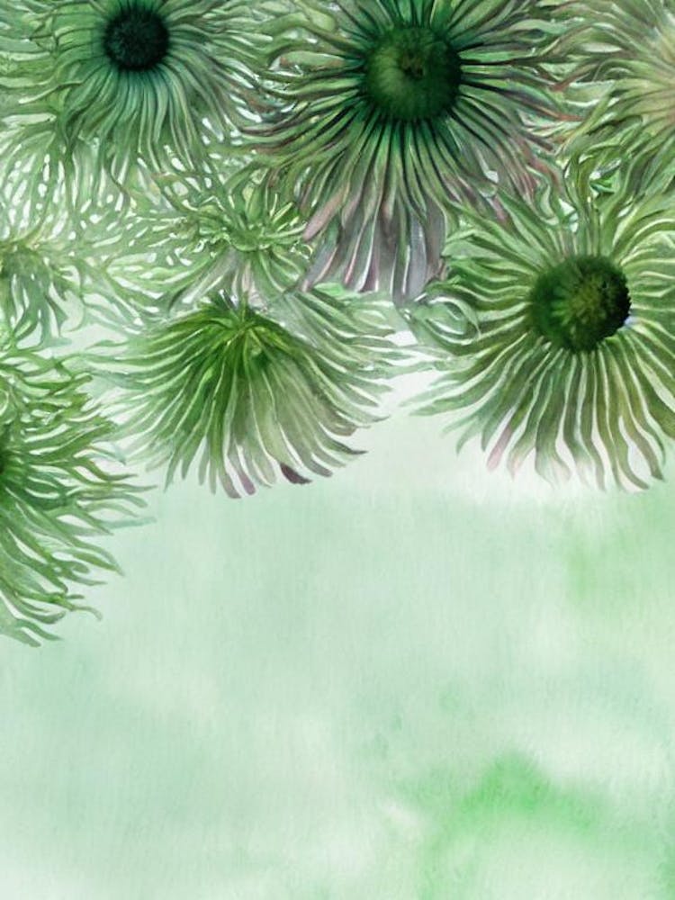 Giant Plumose Anemone II Storybook Watercolour