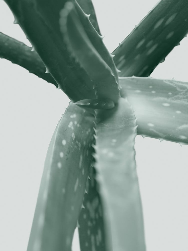 Agave II