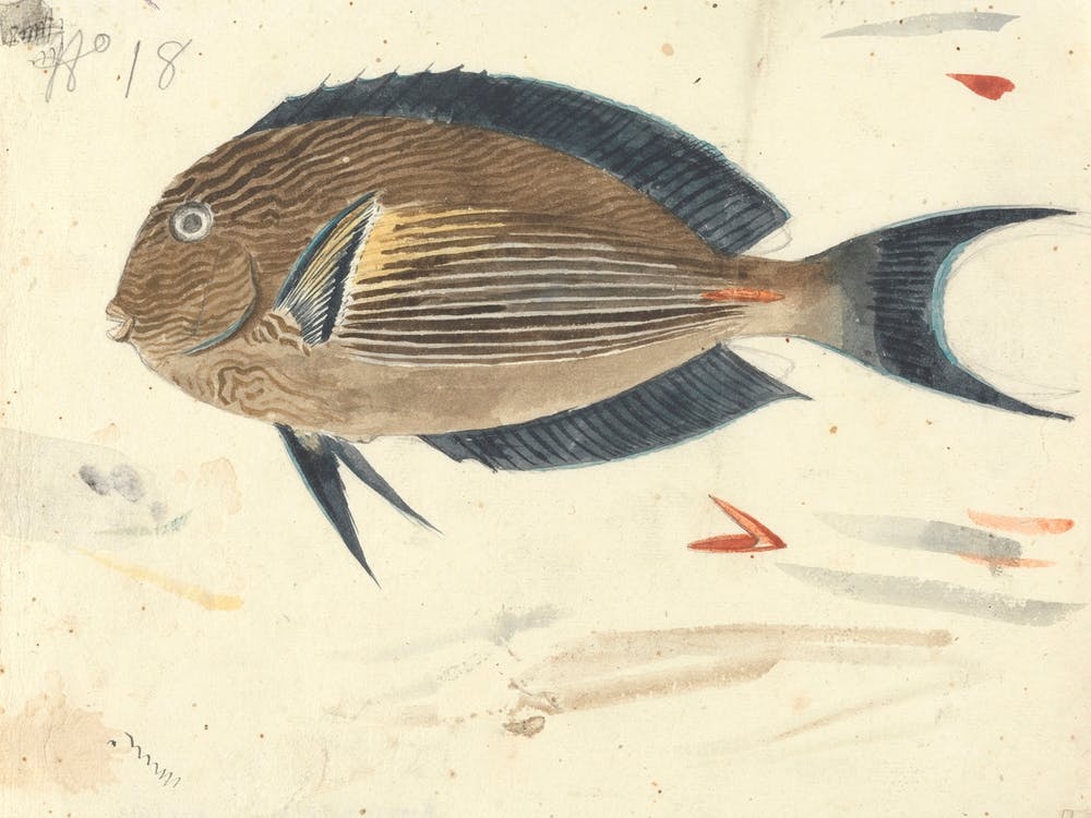 A Fish, Luigi Balugani (2)