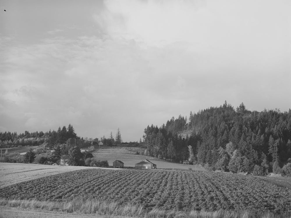 Fall Gardens And Orchards, Willamette Valley, Clackamas County, Oregon, This Section Produces Truck For Portland Ar
