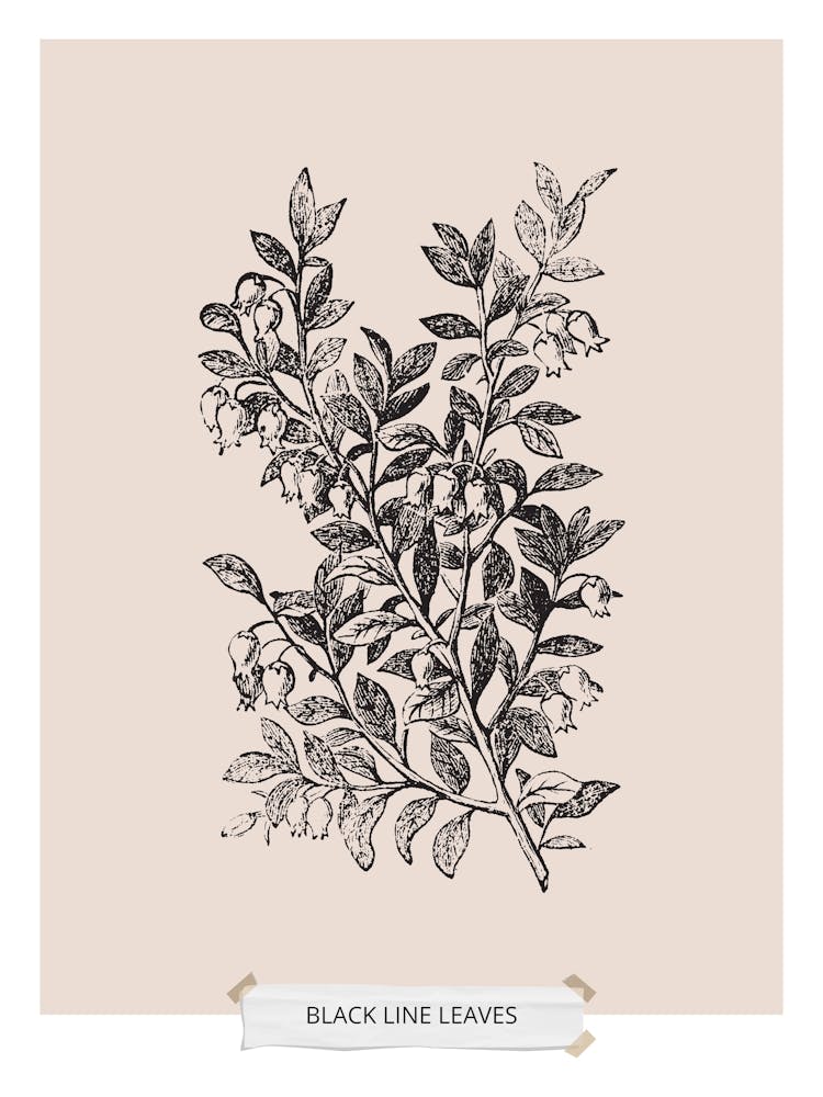 Black Lily Leaves