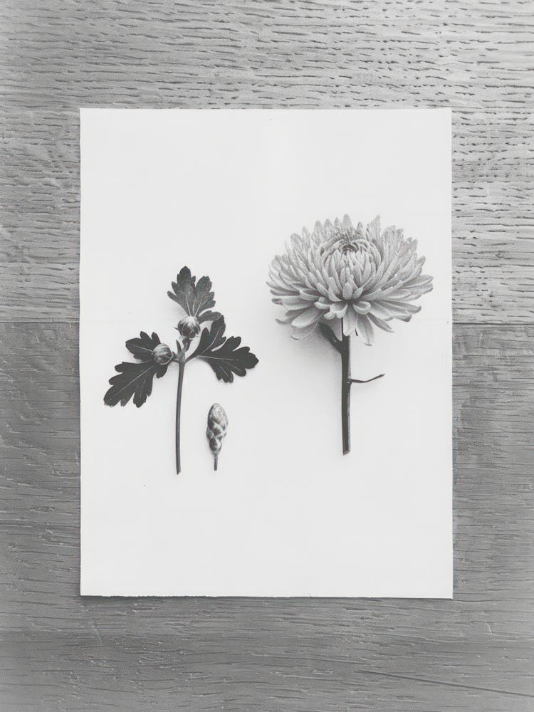 Chrysanthemum Flower Photo Collage 2