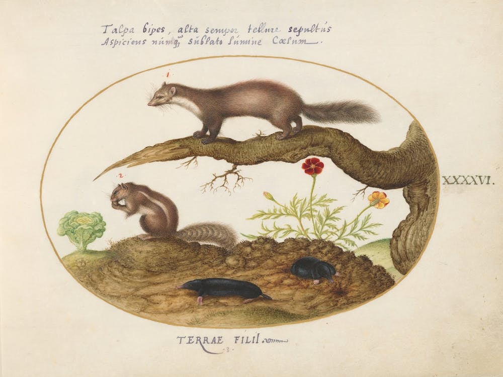 Animalia Qvadrvpedia et Reptilia (ca. 1575-1580), Joris Hoefnagel 6