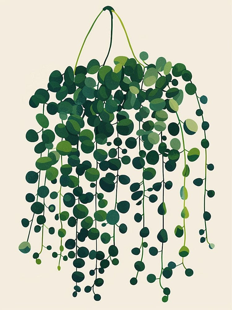 String Of Pearls Plant Minimalist Illustration 6