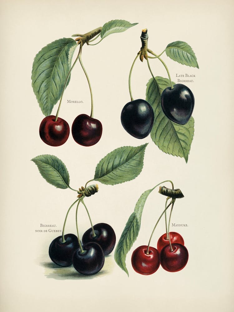 Vintage Illustration Kirsche, John Wright