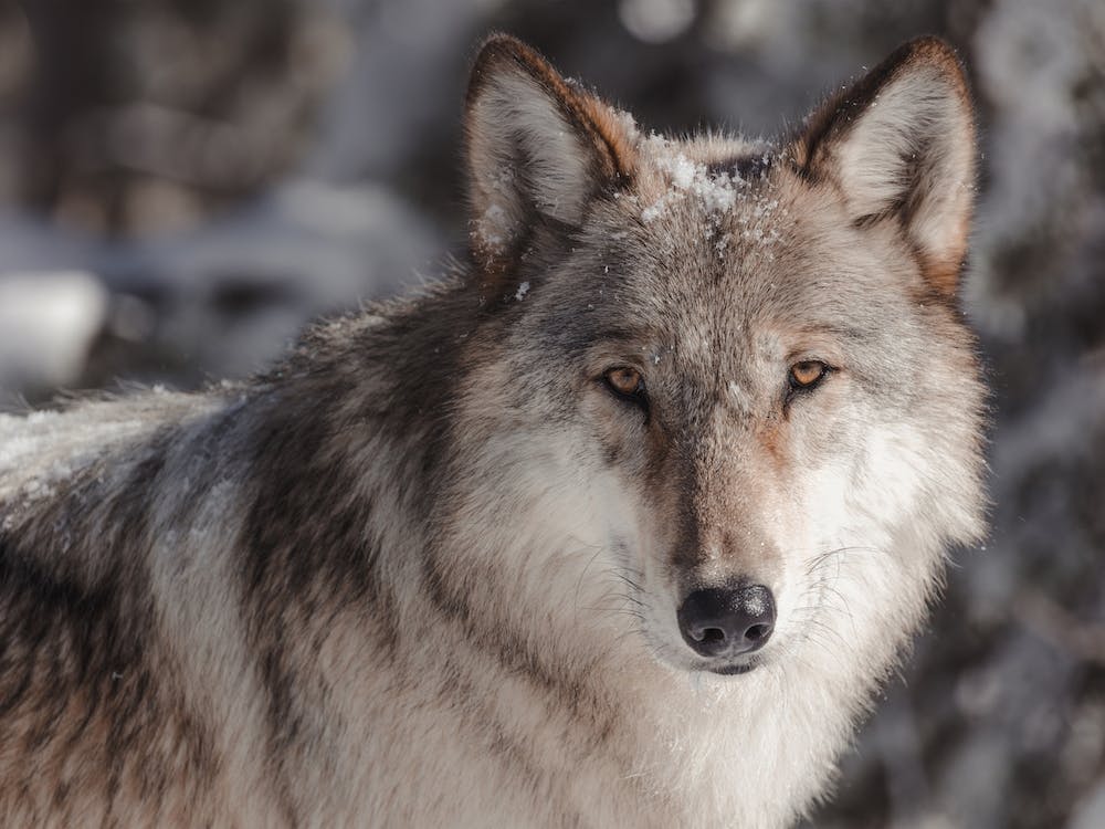Winter Wolf Profile