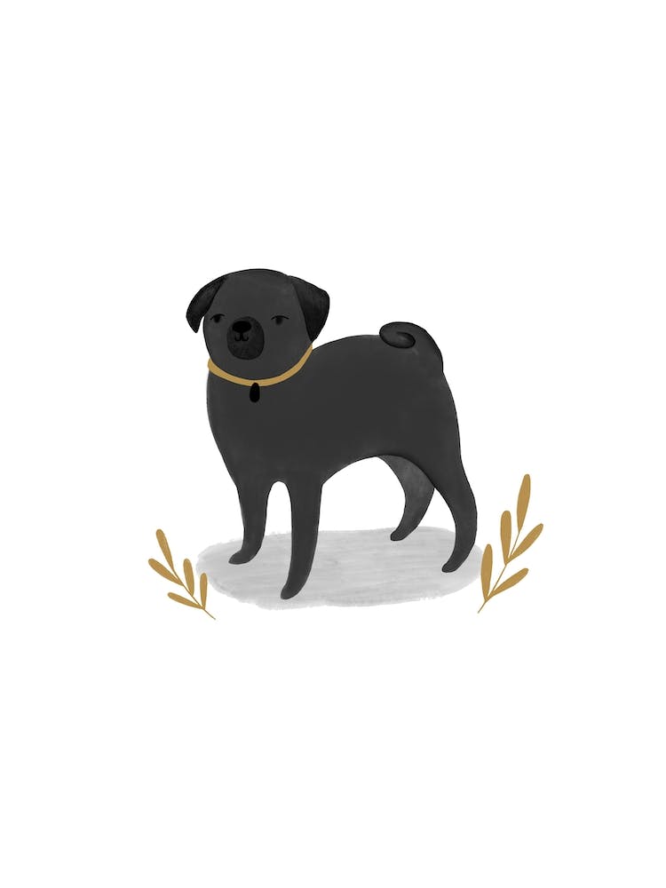 Pug