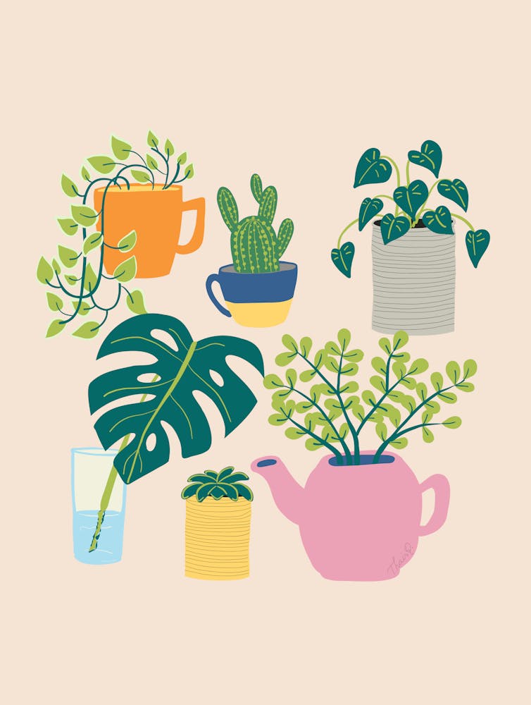 House Plants In Pots in Peach