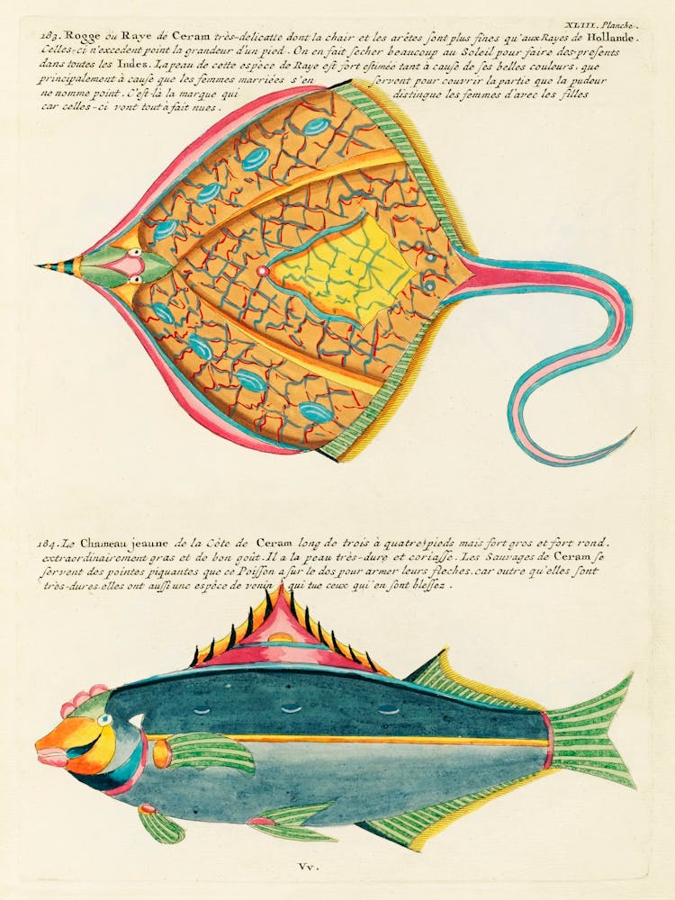 Farbenfrohe und surreale Illustrationen von Fischen, gefunden auf den Molukken (Indonesien) und in Ostindien, Louis Renard(5)