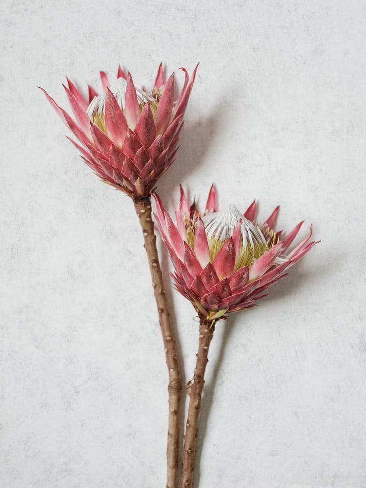 Minimal Red King Protea