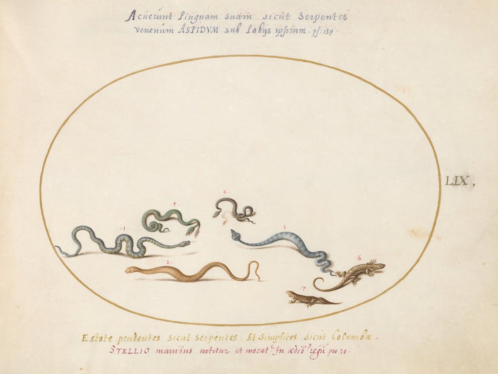 Animalia Qvadrvpedia Et Reptilia, Joris Hoefnagel (7)