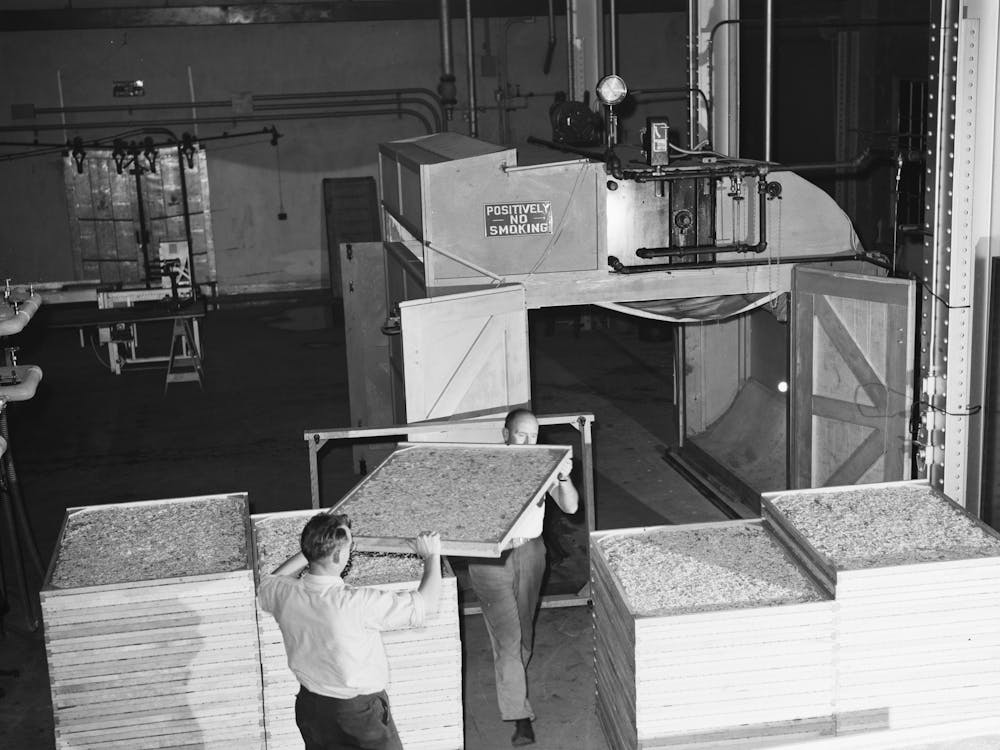 Trays Of Dehydrated Cabbage Freshly Removed From Cabinet Dryer, Regional Agricultural Research Laboratory, Alban